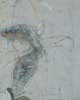 Image of Elemento ampliado con puntos blancos