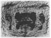 Image of Untitled