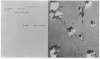 Image of Untitled