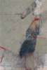 Image of Narigudo al viento