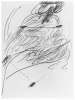 Image of Untitled