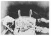 Image of Dentelle