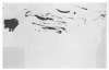 Image of Untitled