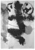 Image of Untitled