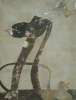 Image of Patas con teta