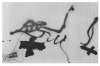 Image of Variations sur un thème musical 12