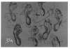Image of Untitled