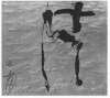 Image of Antoni Tàpies in Print