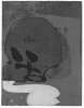 Image of Crani amb xifres