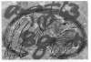 Image of Urpes