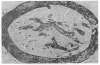 Image of Oval 