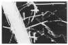 Image of Untitled
