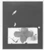 Image of Collage sobre negre